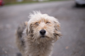 Dog Looking Through Fur
