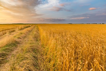 Summer sunset over wheat field