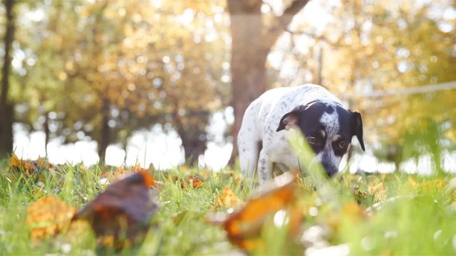 Dog smell the grass in slow motion 4K