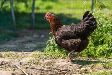 Hen on pasture