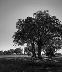 Naklejka premium black and white in discovery