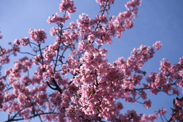 cherry
