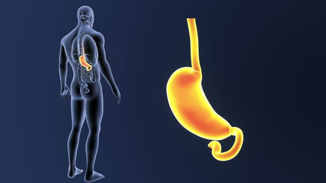 Stomach zoom with Organs