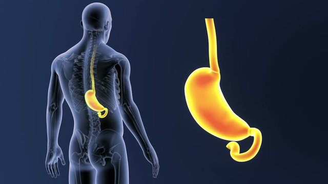 Stomach zoom with Skeleton