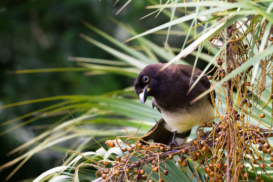 Psilorhinus morio - brown Jay