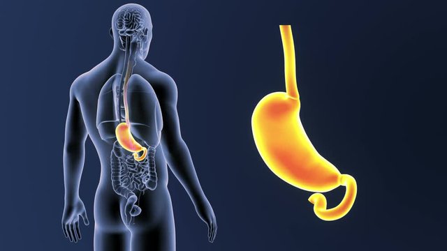 Stomach zoom with Organs