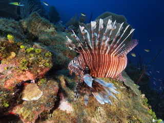 Lionfish (BWI)