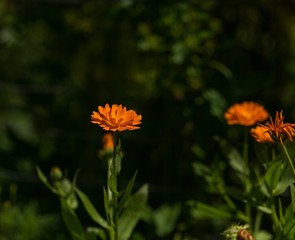 Marigolds flowers blooming, Calendula officinalis