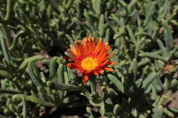 "Orange Ice Plant" flower (or Orange Pig Face, Bush Iceplant, Orange Glow, Trailing Ice Plant) in St. Gallen, Switzerland. Its Latin name is Lampranthus Aurantiacus, native to South Africa.