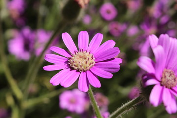 Obraz premium Purple 