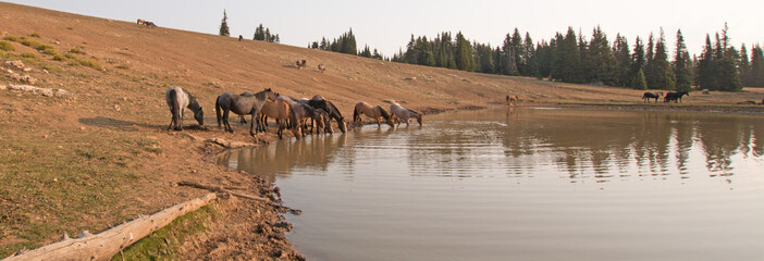 Herd of wild horses drinking at watering hole in the Pryor Mountains Wild Horse Range in the states...