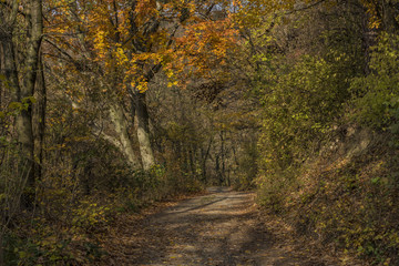 Autumn forest path in sunny day