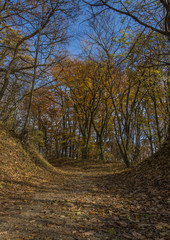 Obraz premium Autumn forest path in sunny day