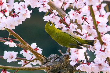 好物の梅の蜜を吸うメジロ