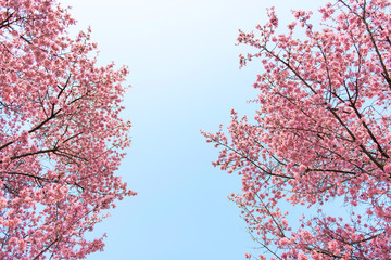 満開のおかめ桜を見上げる