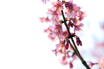 光を浴びて輝くおかめ桜