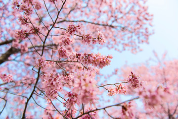 青空バックのおかめ桜