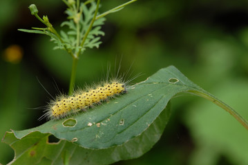 Arizona Insects