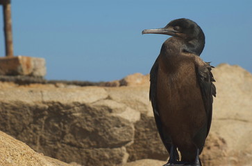 Sleeping Brandt's Cormorant