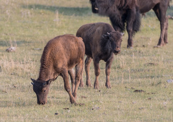 Fototapeta premium Two Bison Calves Graze