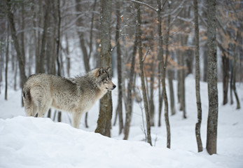 Timber Wolf In Treeline