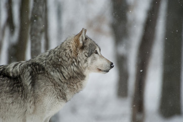 Timber Wolf Alert - 181859623