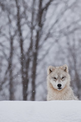 Inquisitive Arctic Wolf Pup 
