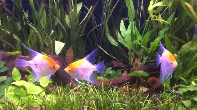 Many fish are swimming in the cabinet. No Sound.