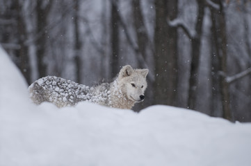 Arctic Wolf Pup Snow Ball - 181859821