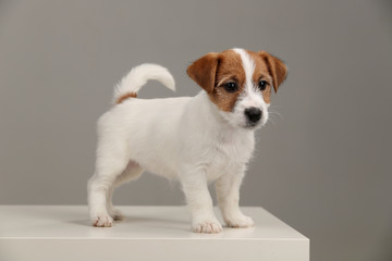 Playful jack russell terrier. Close up. Gray background
