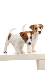 Wonderful jack russell babies. Close up. White background