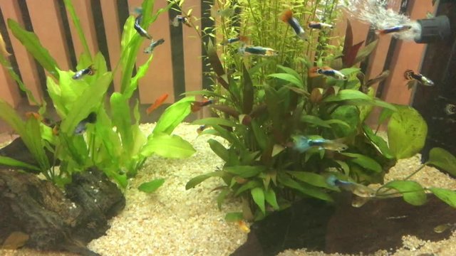 Guppy fish are swimming in the cabinet. No Sound.
