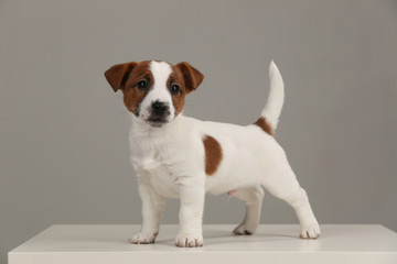 Tiny jack russell. White background