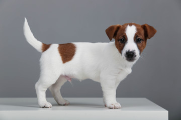 Portrait of small jack russell. Gray background