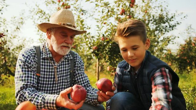 Portrait of grandfather in a hat and plaid shirt with his lovely grandson sorting apples after picking the harvest in the apple trees garden. Close up. Outside