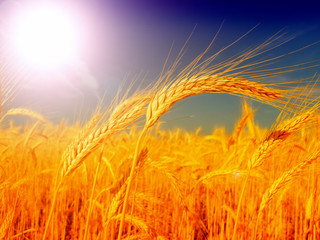 wheat field at the sunset