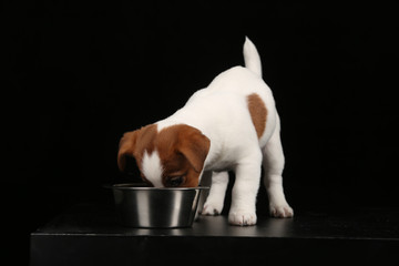Jack russell eating. Black background