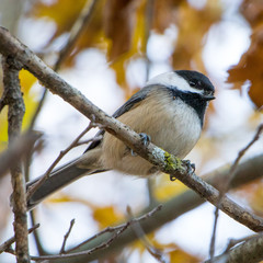 Obraz premium Fall Chickadee