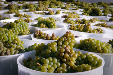 buckets if freshly picked white grapes