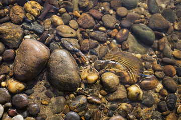 Closeup nature color stone in clear water river background, nature concept, outdoor day light