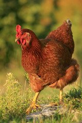 Hen