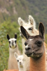 Alpacas