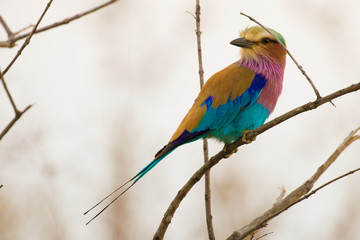 Lilac-Breasted Roller