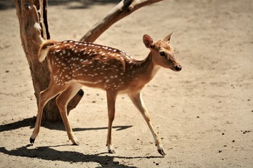 Lonely Deer