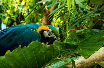 Parrot3