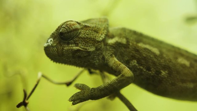 Green Chameleon Lizard, Close Up Macro Portrait