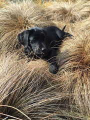 Black Puppy in Ornamental Grass