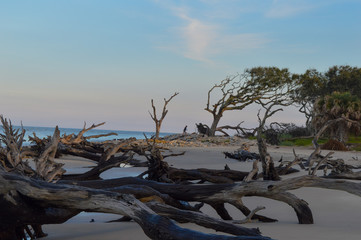 Sunset and driftwood  