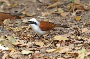 White-crested laughingthrush