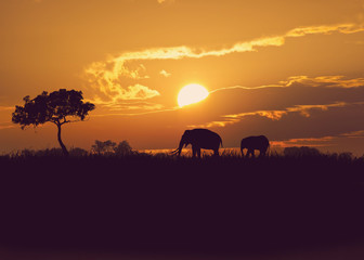  African elephants at sunset